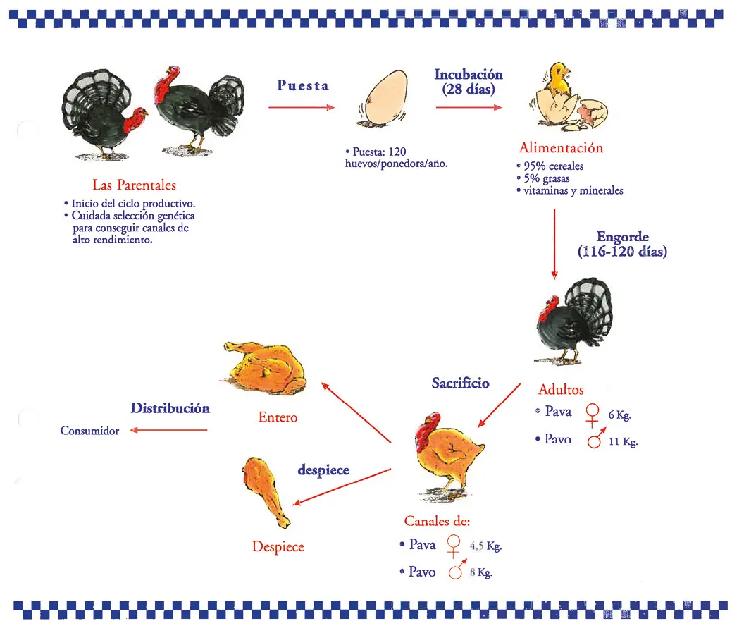 productos derivados de las aves - Cuáles son los subproductos de pollo
