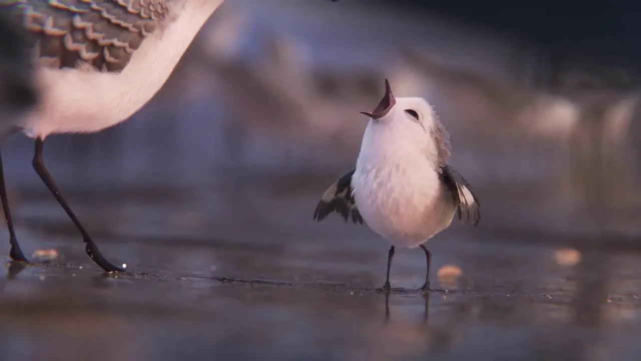 corto animado hombre rutina oficina pajaro - Cuáles son los tipos de cortometrajes