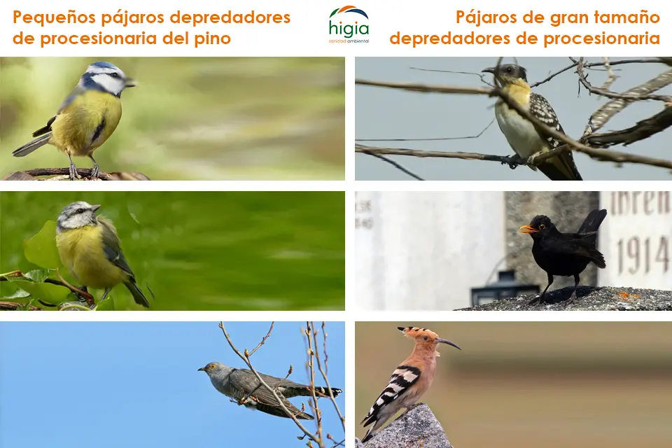 depredadores que se alimentan de pajaros - Cuáles son los tipos de depredadores
