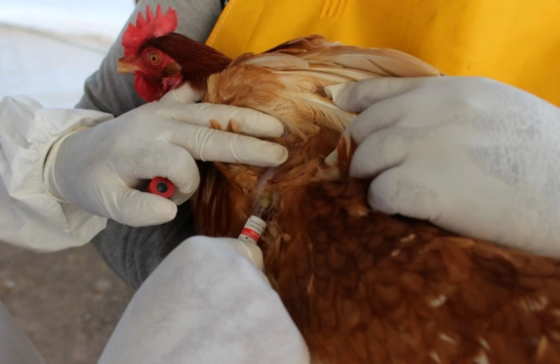 extraccion de sangre en aves - Cuáles son los tipos de extracción de sangre