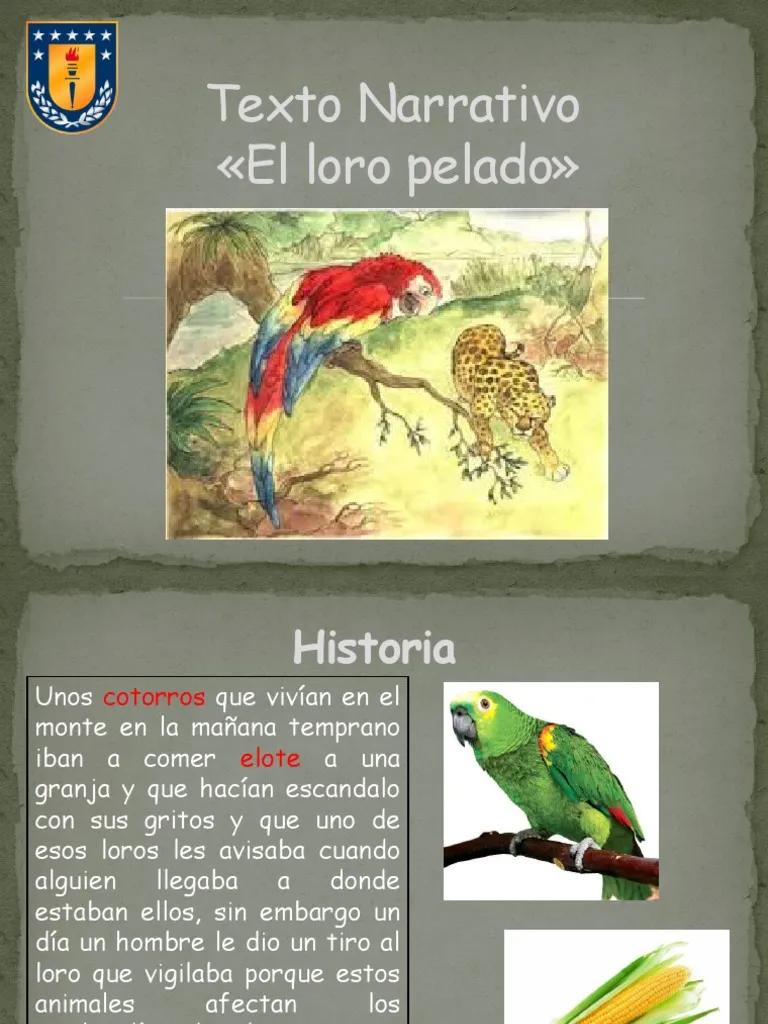 Tipo de narrador del cuento 019872zjspixorel loro pelado019872zjspixor - Cuáles son los tipos de narrador tipo de narrador del cuento el loro pelado - Cuáles son los tipos de narrador