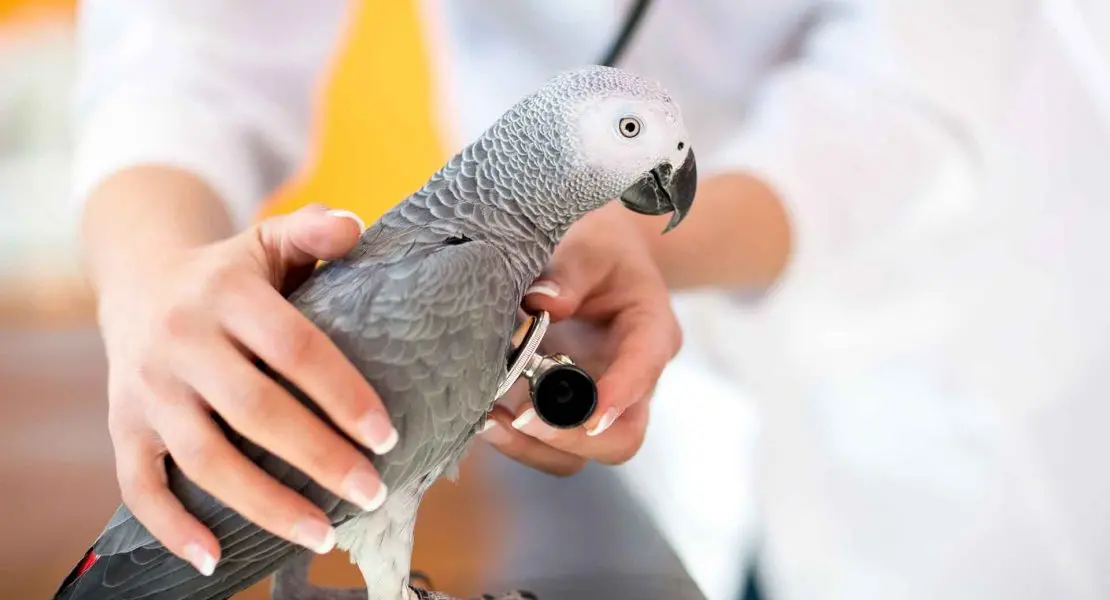 ¿Cómo se llama el veterinario de aves? - Cuáles son los tipos de veterinarios como se llama el veterinario de aves - Cuáles son los tipos de veterinarios