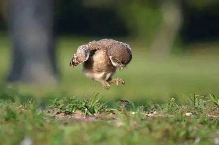 pajaros aprendiendo a volar - Cuándo aprenden a volar las águilas