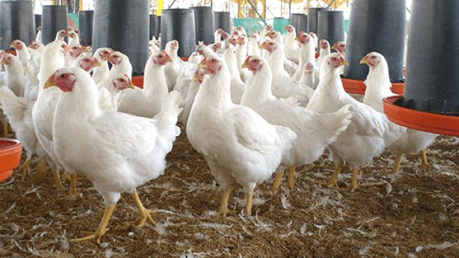 venta de aves de granja - Cuándo comprar gallinas ponedoras