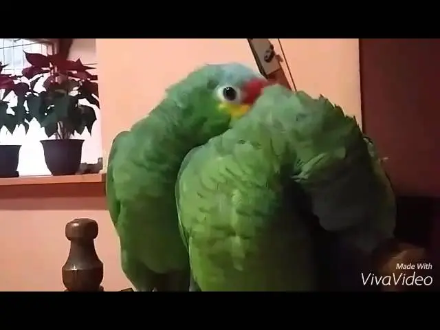 Cómo hacer hablar a un loro verde - Cuándo empiezan a hablar los loros como hacer hablar a un loro verde - Cuándo empiezan a hablar los loros