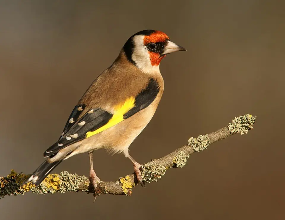 Cómo se aparean los pájaros gilgueros - Cuándo empiezan a poner huevos los jilgueros como se aparean los pajaros gilgueros - Cuándo empiezan a poner huevos los jilgueros