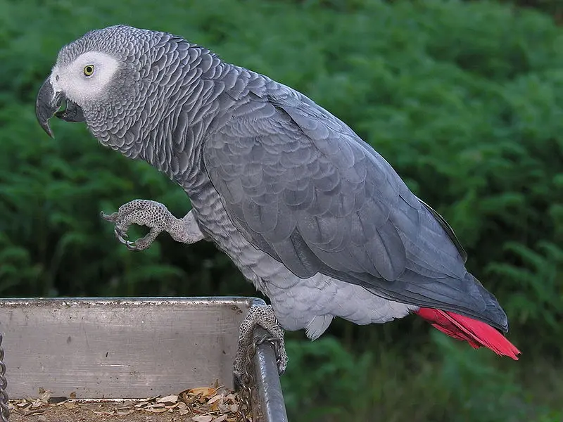 Loro Gris: Todo sobre esta increíble especie - Cuándo es adulto un loro yaco loro gris años - Cuándo es adulto un loro yaco