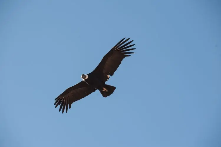 Ave Nacional de la República Argentina: El Hornero - Cuándo es el Día del hornero en Argentina ave nacional de la república argentina - Cuándo es el Día del hornero en Argentina