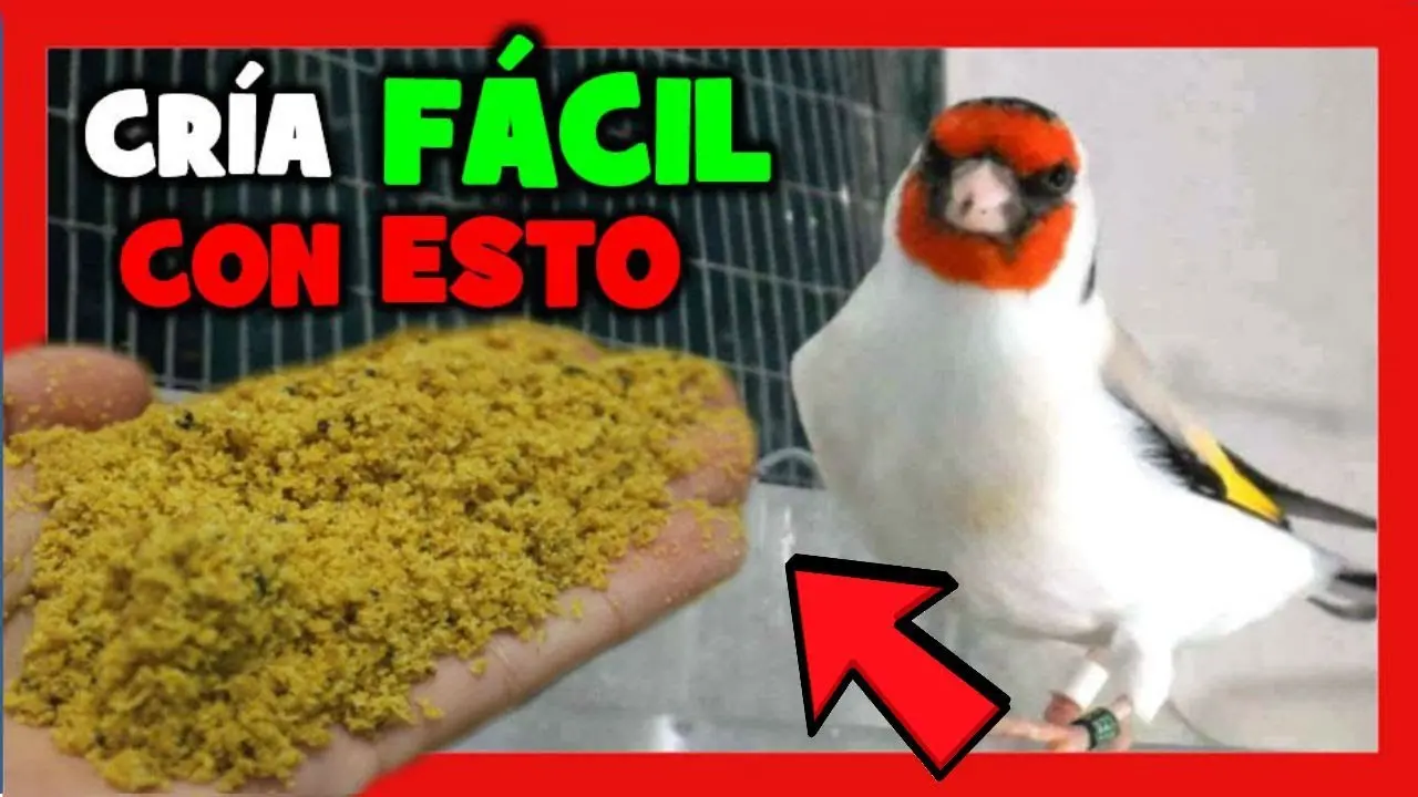 como sacar cria de pajaros - Cuándo es la época de cría de los canarios