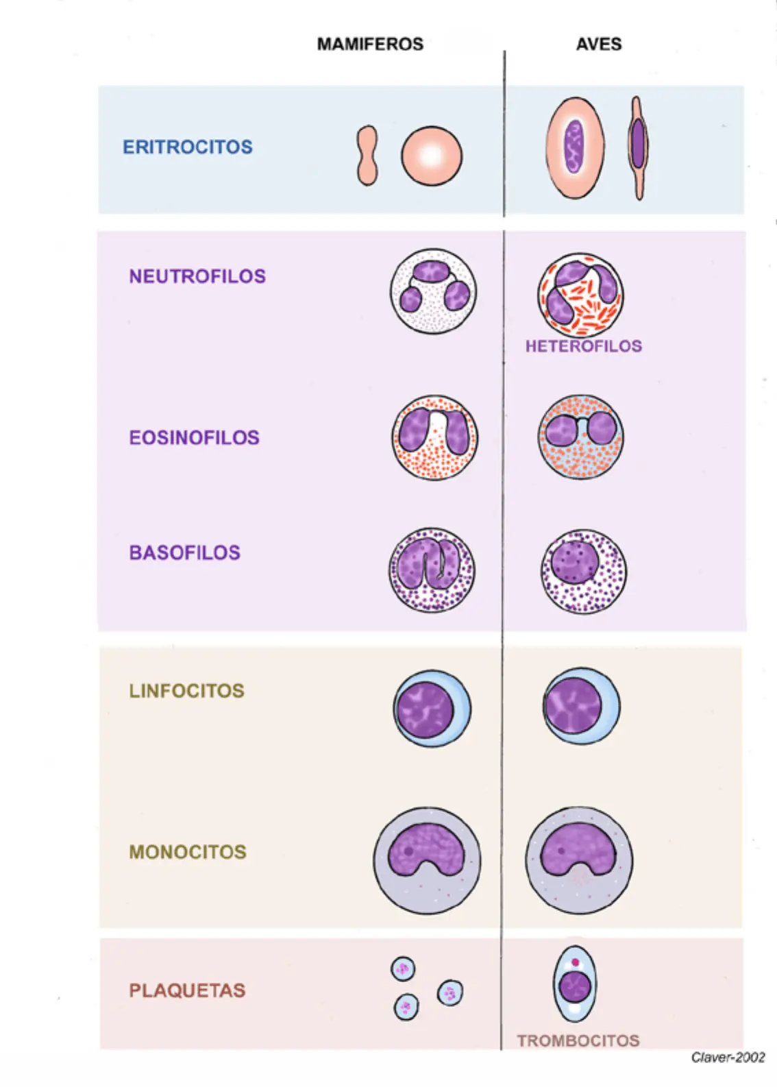 leucocitos en aves - Cuando hay infección leucocitos