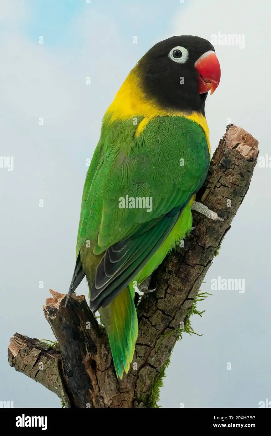 Agapornis ave cuello doblado: todo lo que necesitas saber - Cuándo hay que cambiar a un Papillero en la jaula agapornis ave cuello doblado - Cuándo hay que cambiar a un Papillero en la jaula