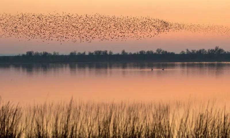 Las aves cantan al despertar la mañana - Cuando las aves cantan las aves cantan al despertar la mañana - Cuando las aves cantan