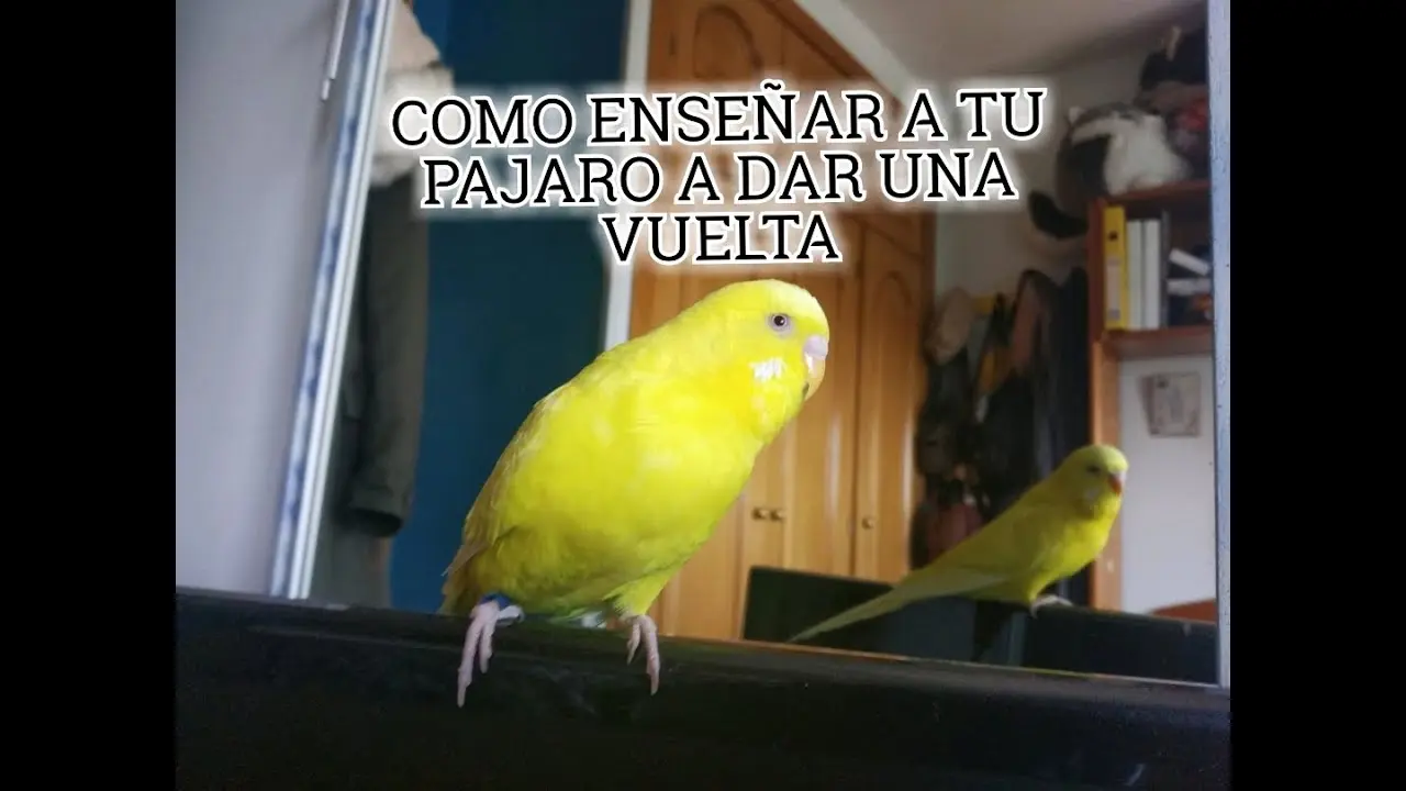 Cómo enseñarle a volar a un pájaro - Cuándo liberar a un pichón como enseñarle a volar a un pajaro - Cuándo liberar a un pichón