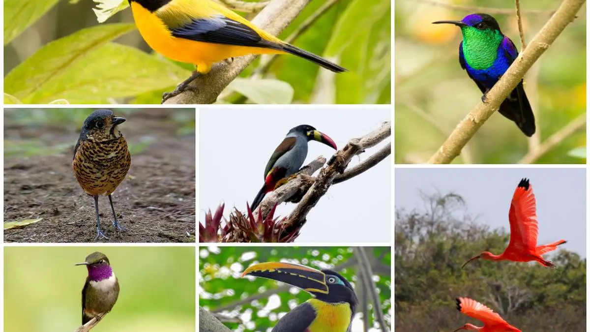 avistamiento de aves en colombia - Cuándo llegan las aves migratorias a Colombia