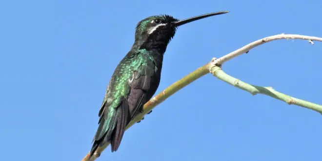 el colibri entre rios pajaro cuando encontrarlos - Cuándo llegan los colibríes