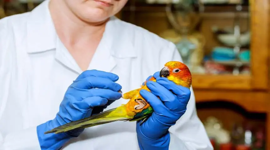 veterinario aves - Cuándo llevar a mi ave al veterinario