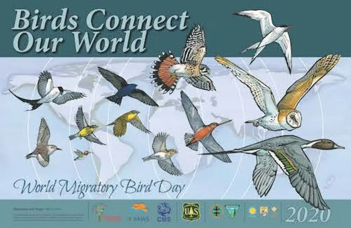 Aves migratorias: un maravilloso fenómeno natural - Cuándo migran las aves en Argentina aves migratorias dia - Cuándo migran las aves en Argentina