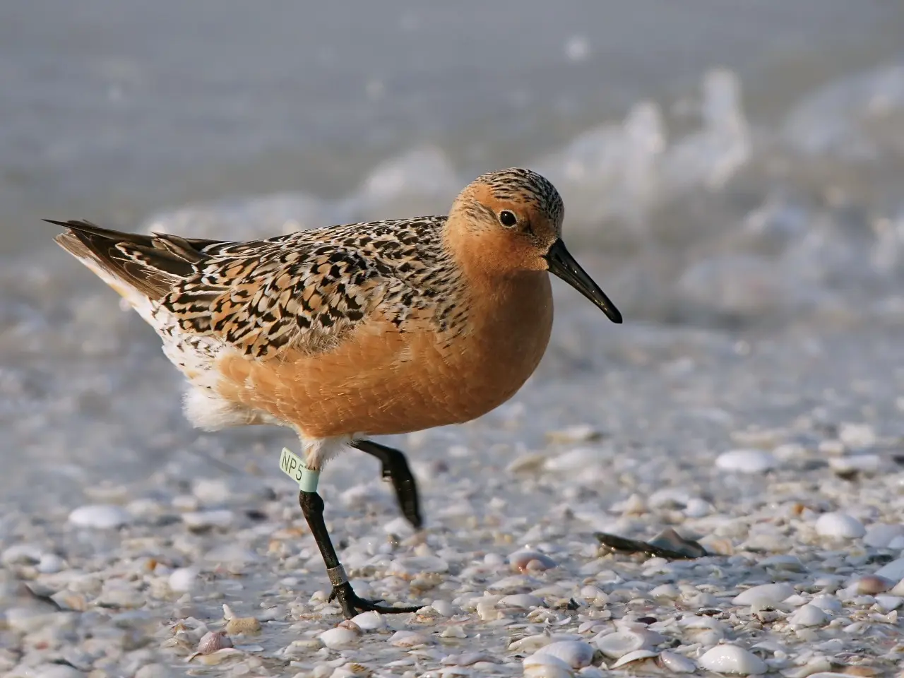 aves migratorias de argentina - Cuándo migran las aves en Argentina