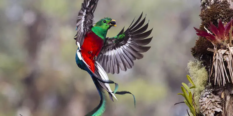 Ave Nacional de Guatemala: Quetzal - Cuando murio el ave nacional de Guatemala ave nacional de guatemala - Cuando murio el ave nacional de Guatemala