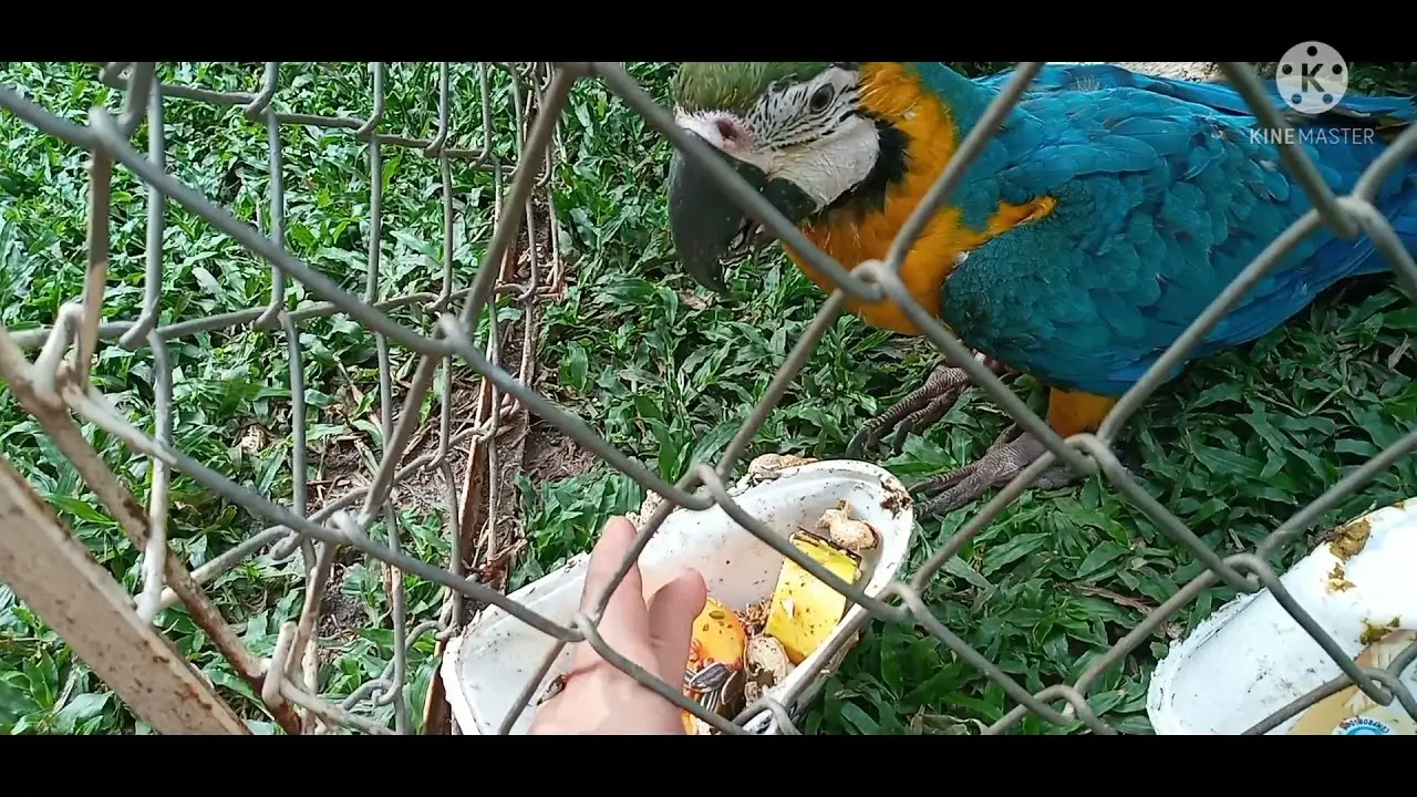 cuando empieza a comer solo un loro - Cuándo quitar la papilla a un loro