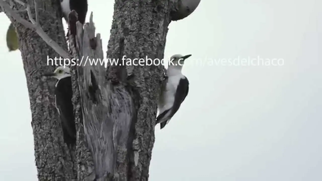 El ave en Quitilipi: una maravilla natural - Cuándo se creó Quitilipi ave en quitilipi - Cuándo se creó Quitilipi