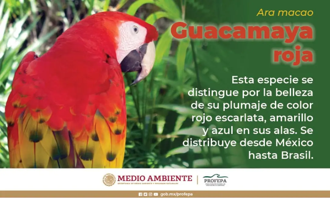 causas de extincion del guacamayo rojo - Cuándo se declara en peligro de extincion La guacamaya roja