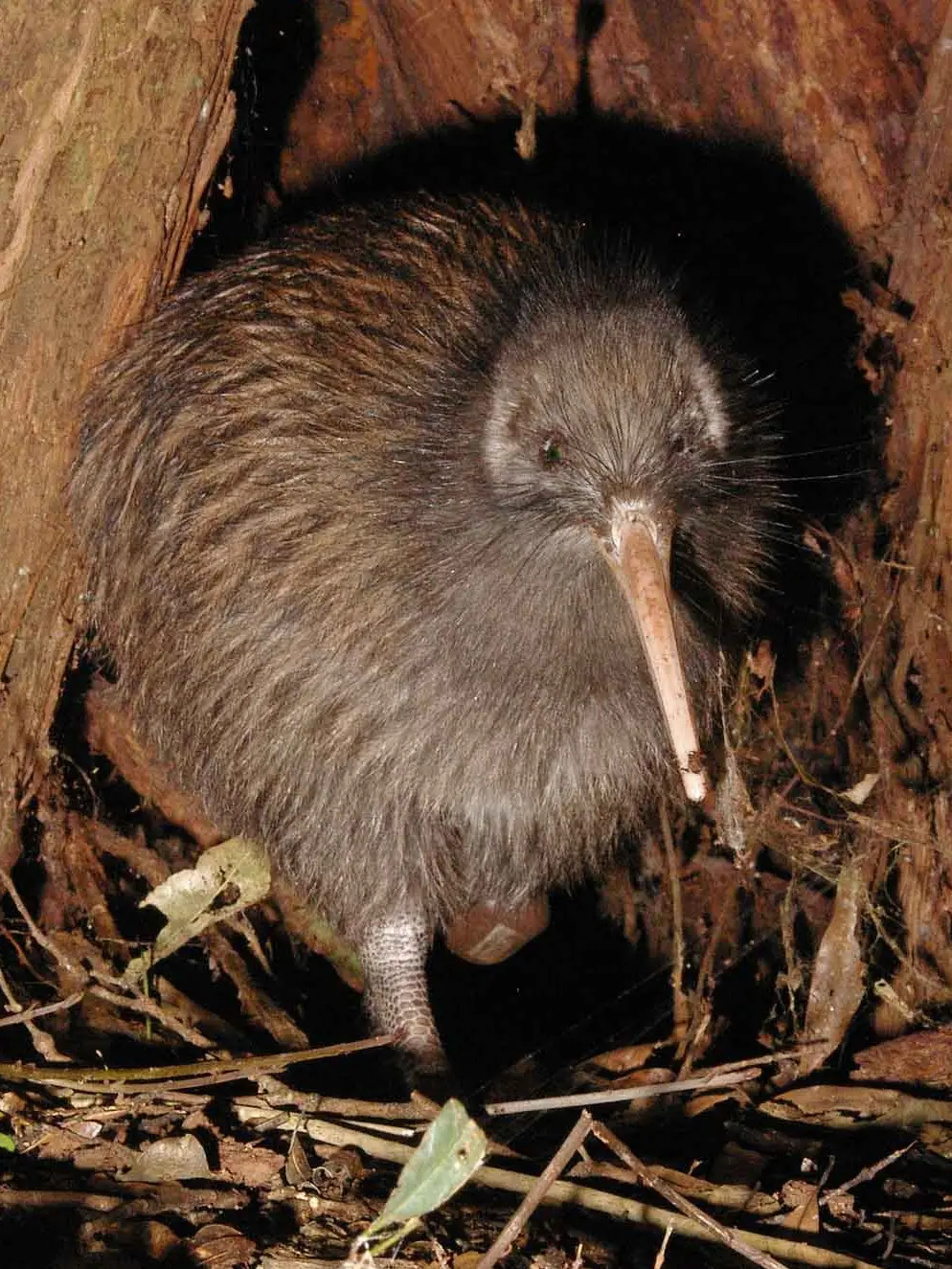 ave kiwi informacion - Cuándo se descubrió el pájaro kiwi