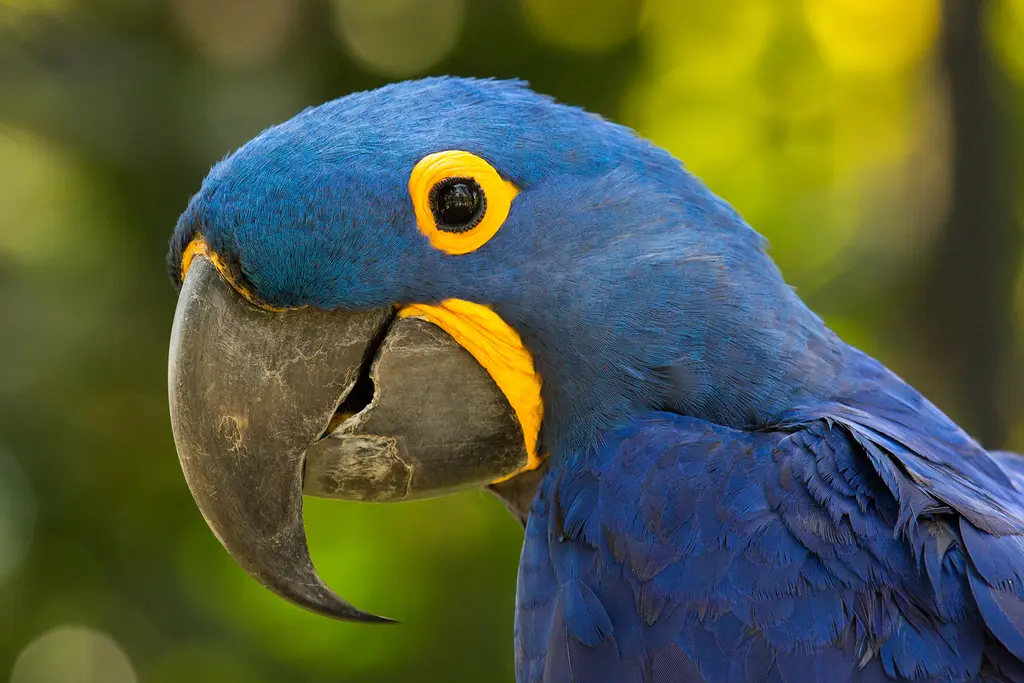 guacamayo azul argentino - Cuándo se extinguió el guacamayo Glauco