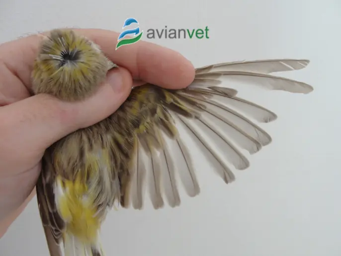 Desplume de pájaros en época de muda - Cuándo se le caen las plumas a los pájaros dessplume de pajaros epoca - Cuándo se le caen las plumas a los pájaros