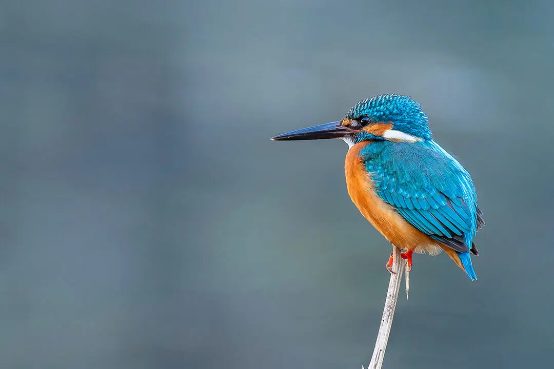 características de pajaro martin pescador - Cuándo se reproduce el martín pescador