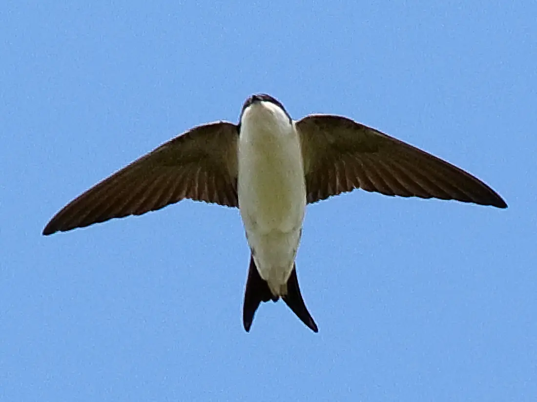 avion pajaro vuelo - Cuándo se van los aviones aves