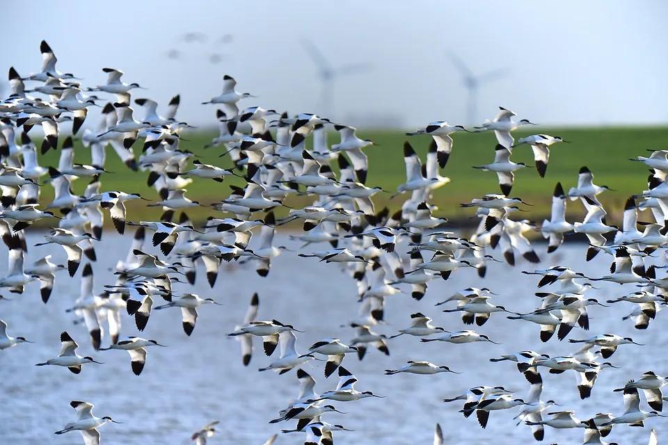 de donde regresan los pájaros - Cuándo vuelven los pájaros