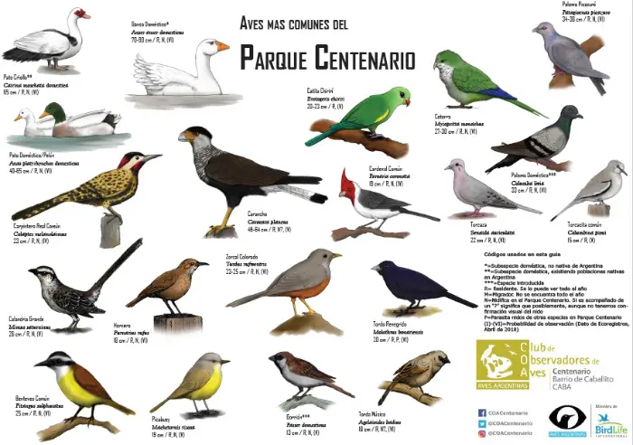 aves argentinas observacion a campo - Cuándo y dónde se pueden observar mejor las características de las aves