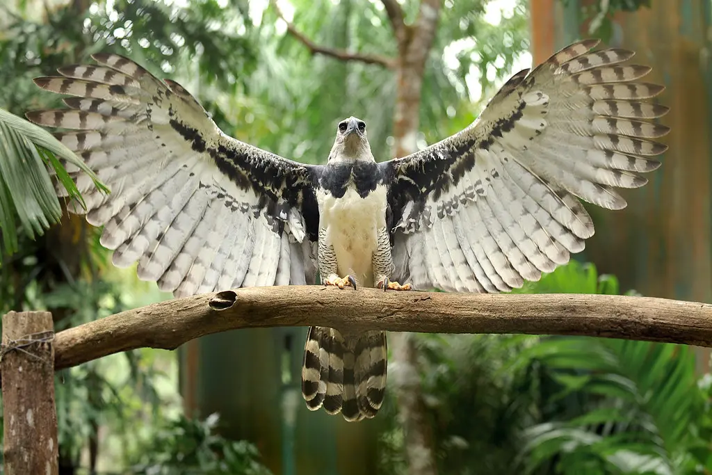 aguila harpía ave nacional - Cuántas Águilas arpias quedan en el mundo