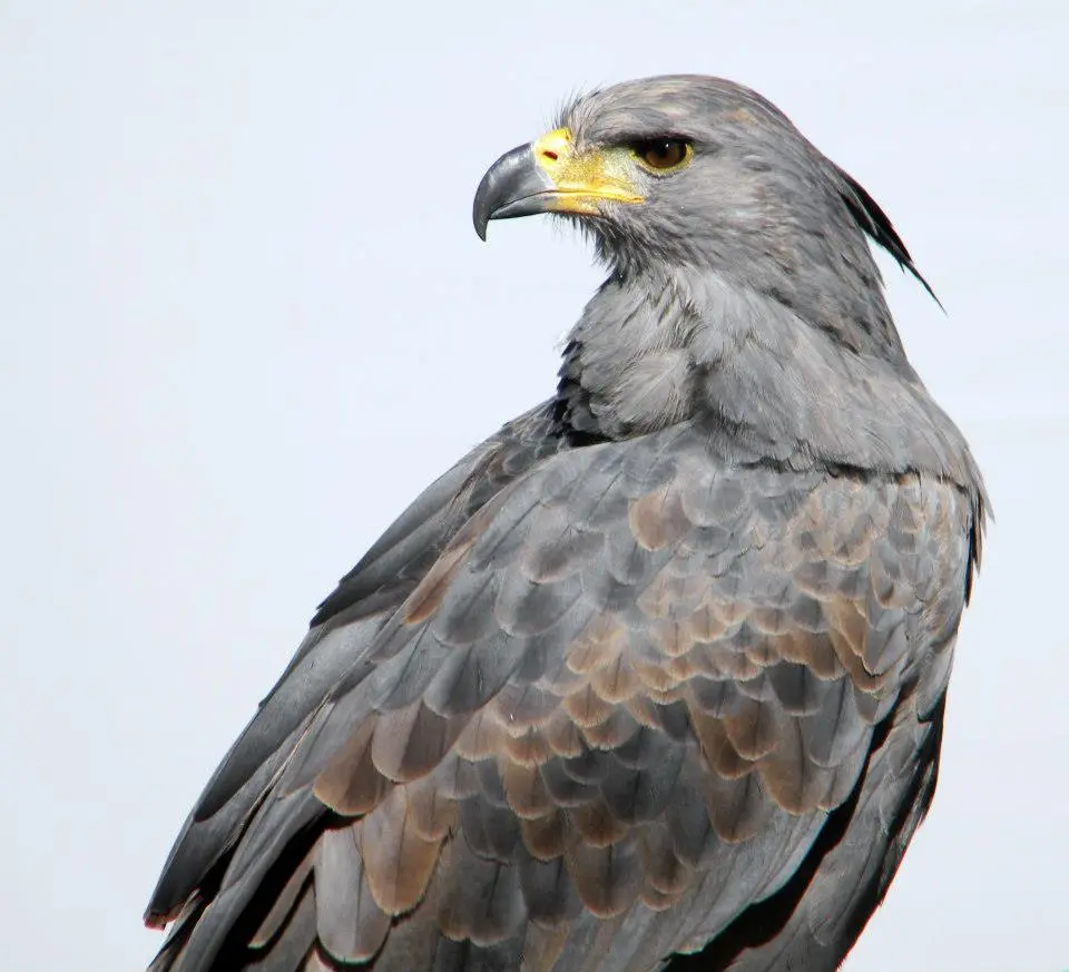 aguilas argentinas aves - Cuántas águilas coronadas hay en Argentina