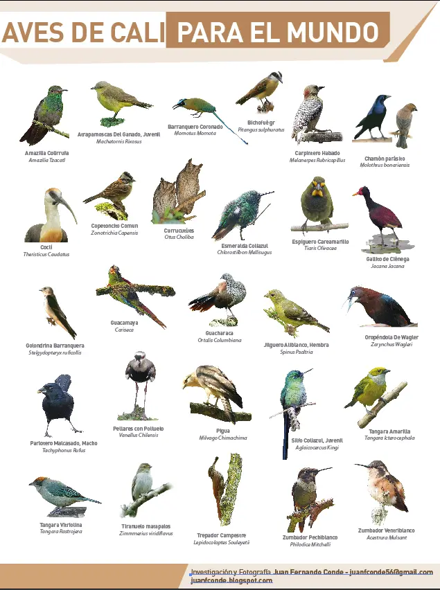 Aves de Cali - Cuántas aves hay en Cali Colombia aves de cali - Cuántas aves hay en Cali Colombia