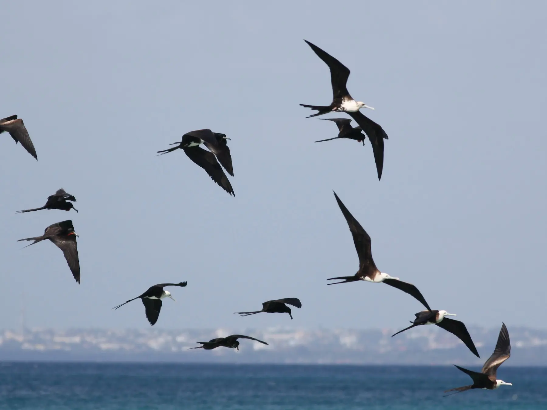 aves de mar - Cuántas aves hay en el mar