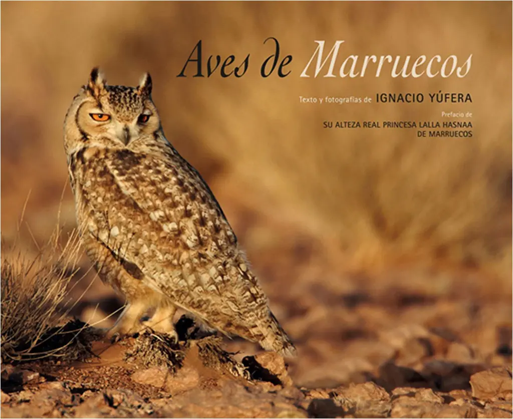 marruecos aves - Cuántas aves hay en Marruecos