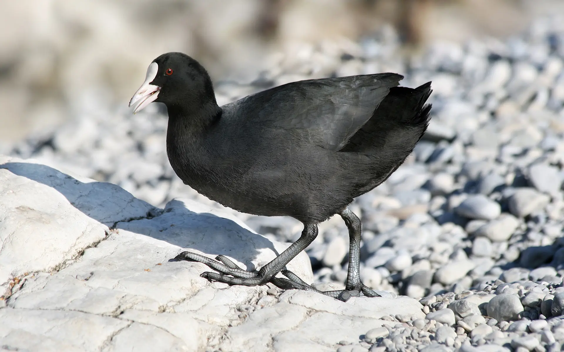 aves acuáticas de cabeza negra - Cuántas aves marinas existen