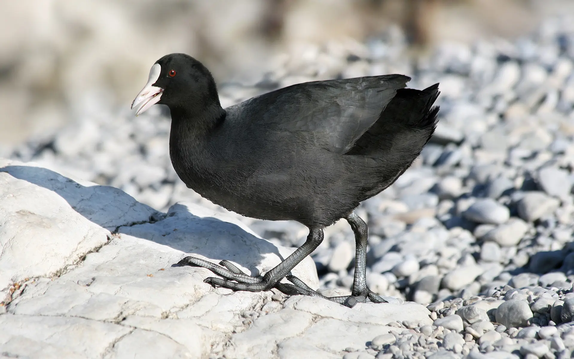 Aves Acuáticas de Cabeza Negra - Cuántas aves marinas existen aves acuáticas de cabeza negra - Cuántas aves marinas existen