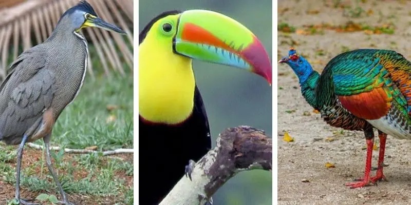 Aves de Guatemala y sus nombres - Cuántas aves nacionales de Guatemala hay aves de guatemala y sus nombres - Cuántas aves nacionales de Guatemala hay