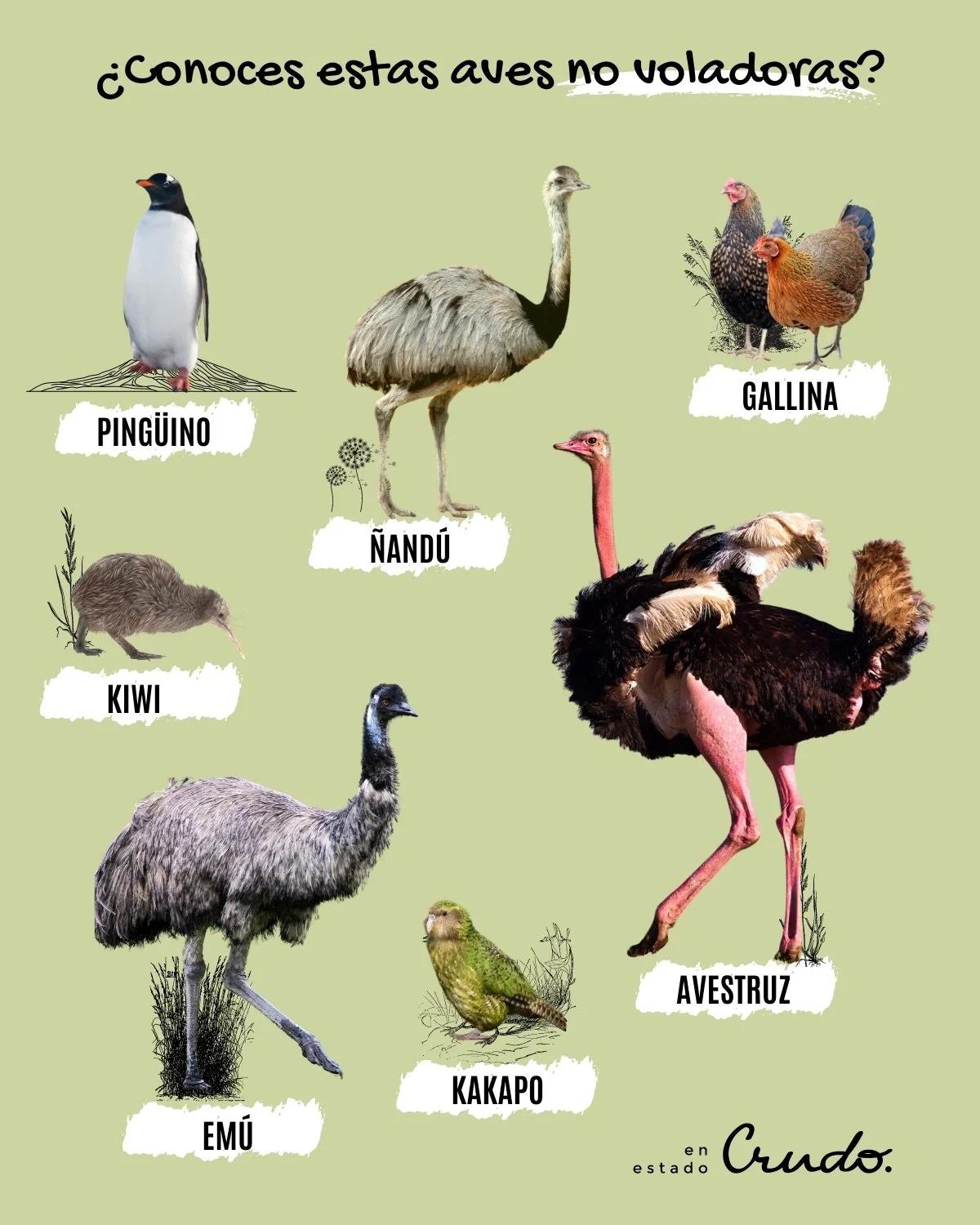 aves que no vuelan nombres - Cuántas aves no voladoras hay en el mundo