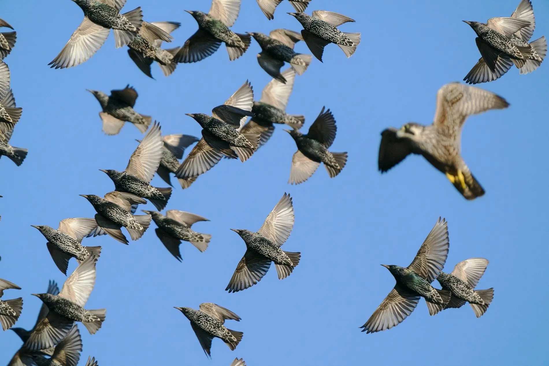 aves que vuelan en bandadas nombres - Cuántas aves son una bandada