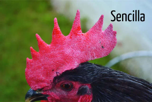 aves con crestas - Cuántas crestas tienen las gallinas