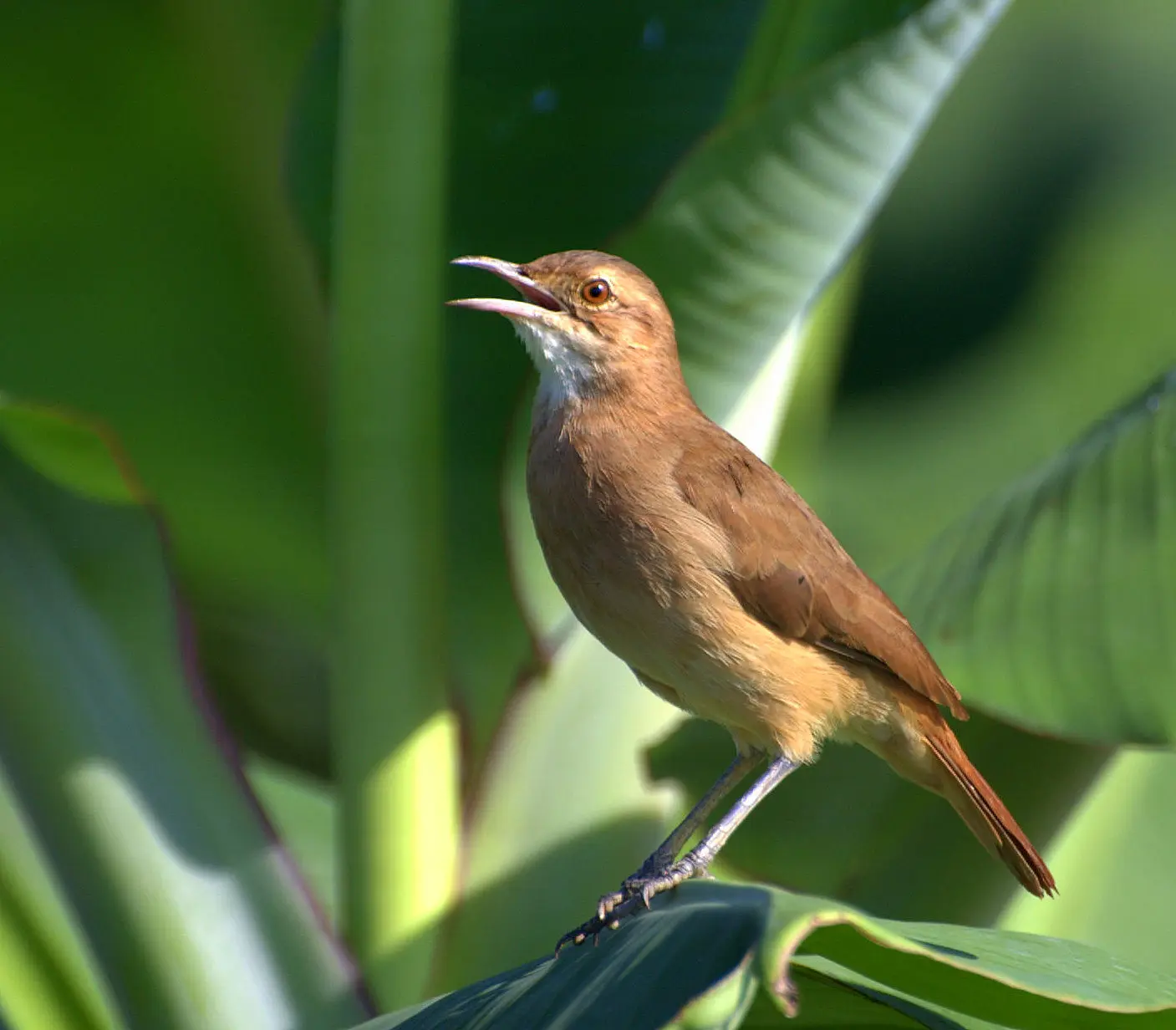 cuanto vive un pajaro hornero - Cuántas crías tienen los horneros