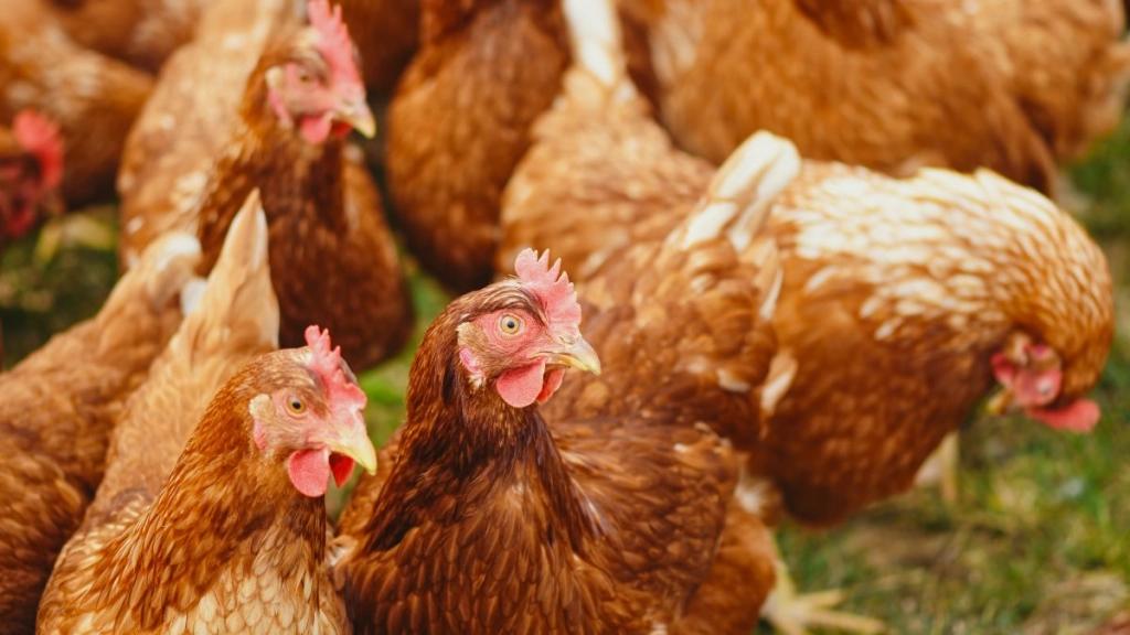 asociacion de productores de aves chile - Cuántas empresas avícolas existen en Chile