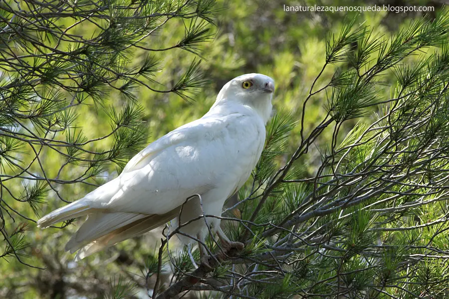 aguilas blancas aves - Cuántas especies de águilas hay en Argentina