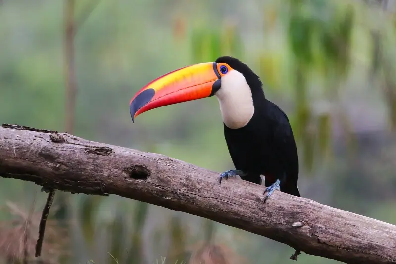 aves de la provincia de misiones argentina - Cuántas especies de animales hay en la selva misionera