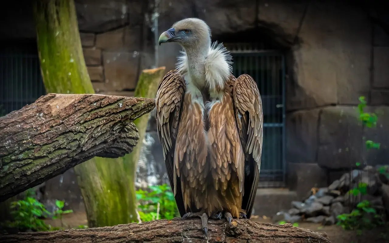 ave carroñera con q - Cuántas especies de aves carroñeras existen en México