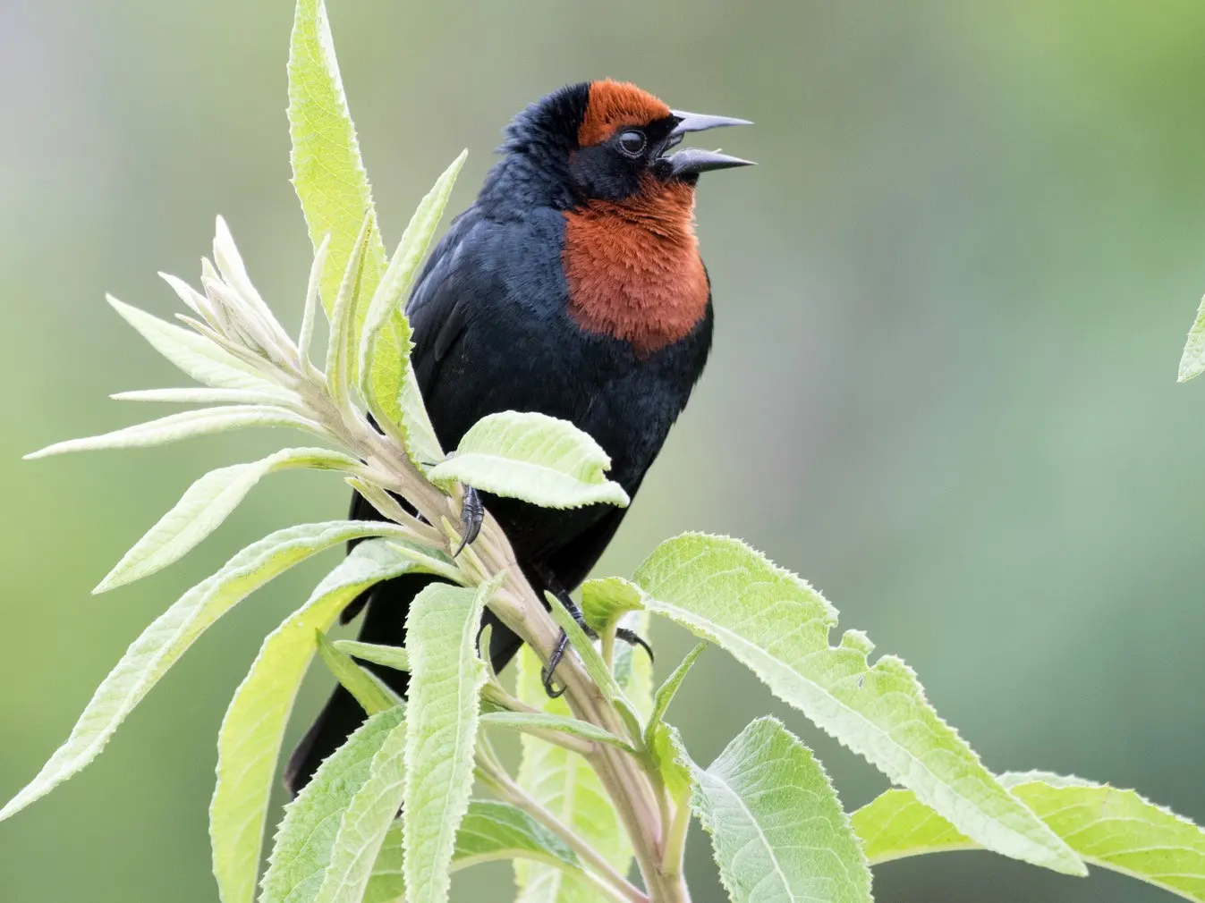 ave varillero congo - Cuántas especies de aves hay en Congo